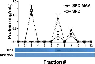 Malondialdehyde Acetaldehyde-Adduction Changes Surfactant Protein D Structure and Function